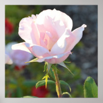 Pink Rose Posters