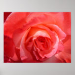 Pink Rose Posters