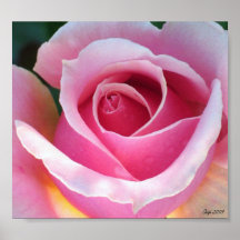 Pink Rose Print