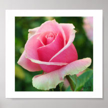 Pink Rose Print