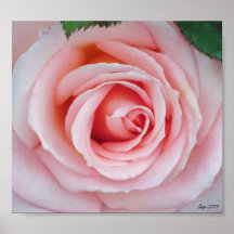 Pink Rose Print