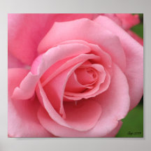 Pink Rose Print