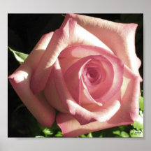 Pink Rose Print