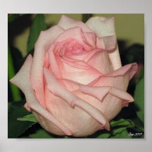 Pink Rose Print