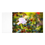 Pink Rose Red Thorn Customized Photo Card