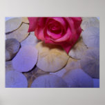 Pink Rose Sand Dollars 4 Print