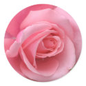 Pink Rose Sticker