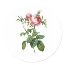 Pink Rose