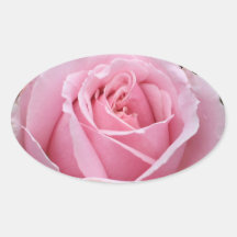 Pink Rose Sticker