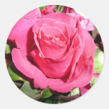 Pink Rose Sticker