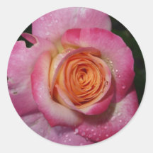 Pink Rose Sticker