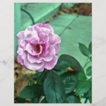 Pink rose with green leaves flyers
