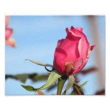 Pink Rosebud Photograph