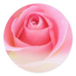 Pink rosebud stickers