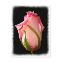 Pink Rosebud with Fancy Border Postcard