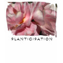 Pink Roses Bloom Tank Top Tee t-shirts