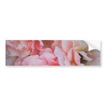 Pink Roses Bumper Stickers