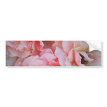 Pink Roses bumper stickers