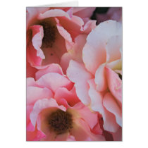 Pink Roses Cards
