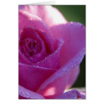 Pink Roses Dew cards