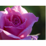 Pink Roses Dew Photo Cutouts