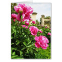 PINK ROSES - flower close up cards