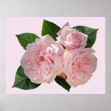Pink Roses 'Octavia Hill' Print