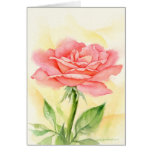 Pink Roses Painting Art - Multi cards