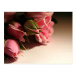 Pink Roses Post Cards