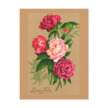 Pink Roses Postcards