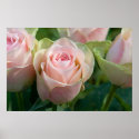 Pink Roses Poster posters