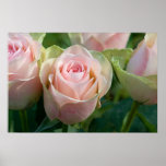 Pink Roses Poster posters