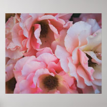 Pink Roses