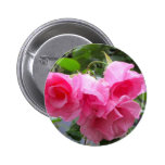 Pink roses & rain drops