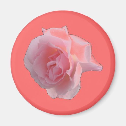 Pink Roses single or a bouquet Magnets