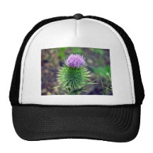 Pink Scotch thistle blossoming Trucker Hat