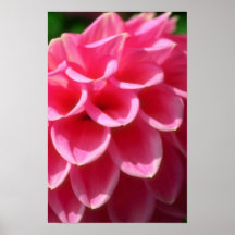 Pink Shocking Pink flowers Poster