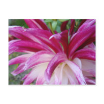 pink shot post card