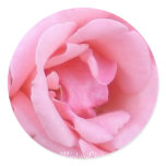 Pink Single Rose Closeup stickers