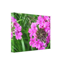 Pink Sissinghurst Flowers Stretched Canvas Prints