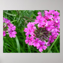 Pink Sissinghurst Poster