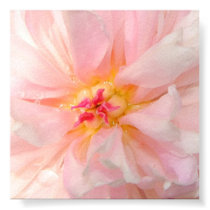 Pink Sorbet Peony posters