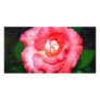 Pink splendour