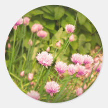 Pink Spring Alliums Round Sticker