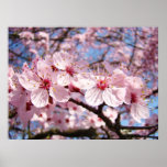 Pink Spring Flower Blossoms art prints gifts Flora