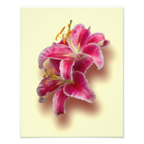 Pink Stargazer Lilies Photo