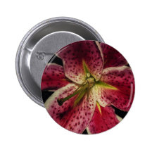 Pink Stargazer Lily
