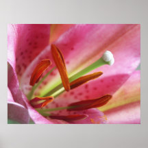 Pink  Stargazer Lily Poster