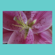 Pink Stargazer posters