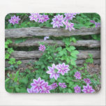 Pink Striped Clematis on the old fence mousepads